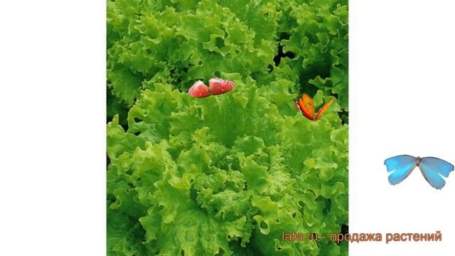 Салат обыкновенный Рапсодия Листовой ? обзор: как сажать, семена салата Рапсодия Листовой смотреть онлайн