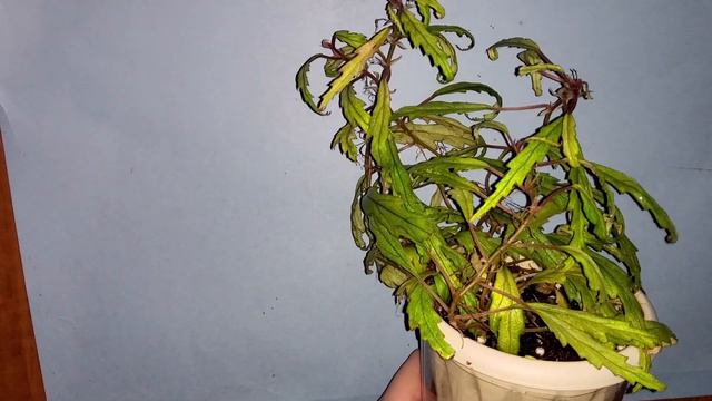 Begonia Henrylaportei