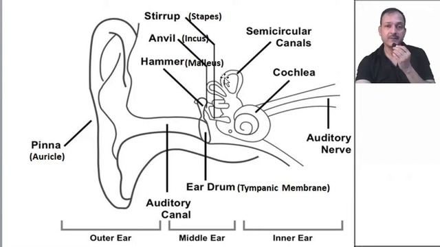 Ear structure and function смотреть онлайн