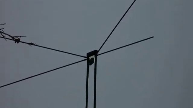 Дятел стучит по антене смотреть онлайн