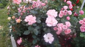 РОЗЫ КОРДЕСА.8 сортов крупных роз.Часть 1.