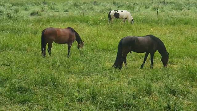 Лошади, какая вкуснятина, эта не скошенная трава, Германия!