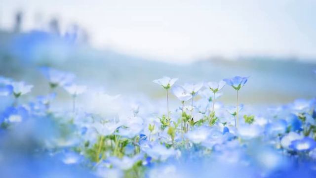 Национальный парк Хитачи, Япония. Национальный приморский парк Хитачи в Японии смотреть онлайн