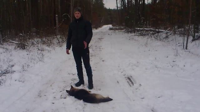 Дрессировка щенка НО на команду "Умри" смотреть онлайн