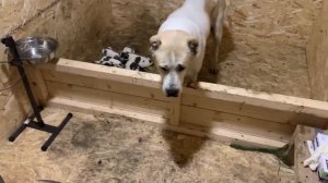 Щенки Туркменского Алабая | Все о щенках породы алабай