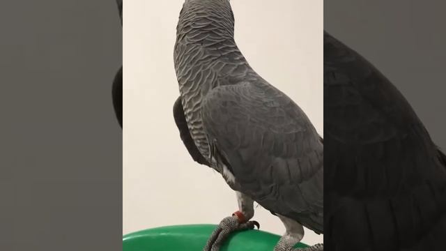 Говорящий попугай жако ведёт диалог смотреть онлайн