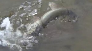 Ловля щуки на кораблик