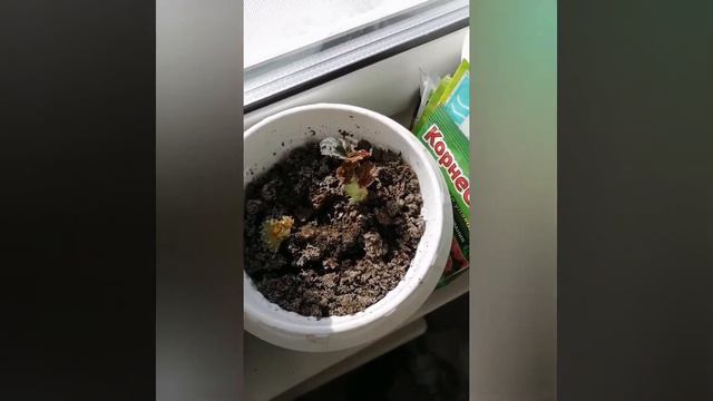 Цветы смотреть онлайн