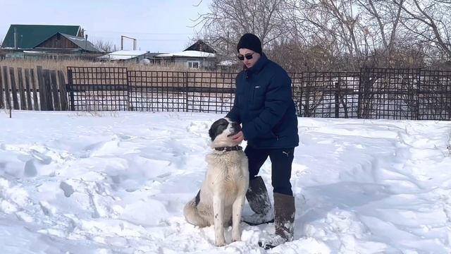 Инструкция как научить алабая команде "сидеть!" смотреть онлайн