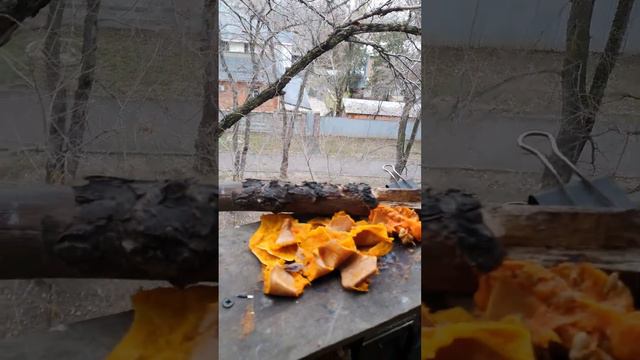 Гармоничное питание белок зимой/Harmonious nutrition of squirrels in winter смотреть онлайн