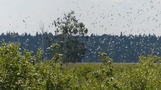 Колония чаек в Лосином острове смотреть онлайн