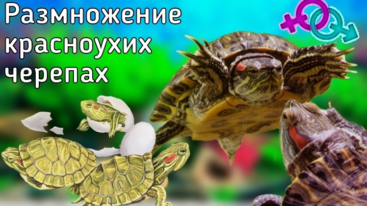 Размножение красноухих черепах (разведение)! / ЧЕРИ TV