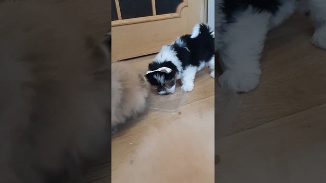 Жоржик играется) мальчик, бивер йорк, 2 мес., в поисках мампап! Хабаровск смотреть онлайн