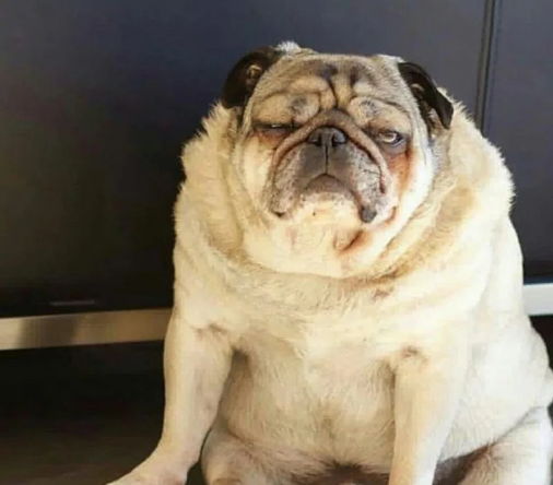 Приколы, смешные и весёлые животные.