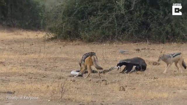 Схватка медоеда, питона и шакала. смотреть онлайн