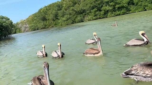 ?? Mexico ?? - Boat Tour - Rio Lagartos Nature Preserve in Yucatán Peninsula! смотреть онлайн