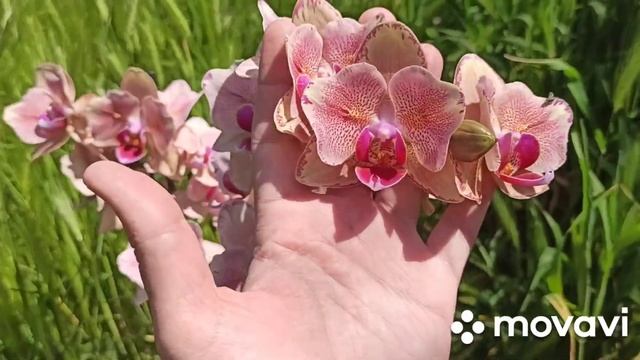 Домашнее цветение яркого Пират Пикоти???? смотреть онлайн