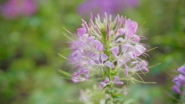 Can't Help Falling In Love Saxophone Mp3 Download 🎷Swing saxophone music 332 смотреть онлайн