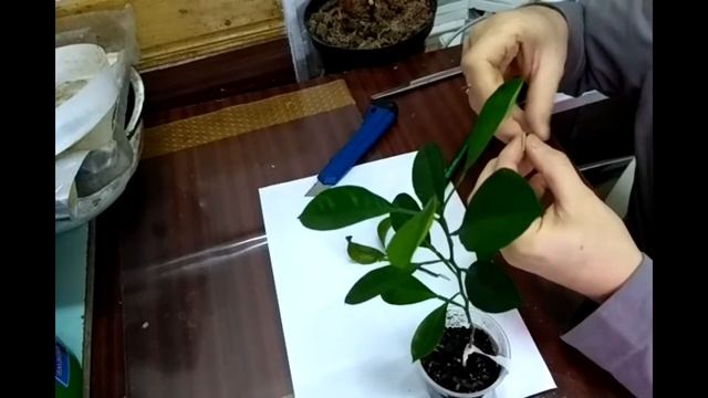 Как получить плодоносящий мандарин смотреть онлайн