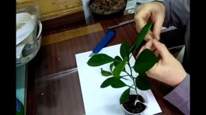 Как получить плодоносящий мандарин