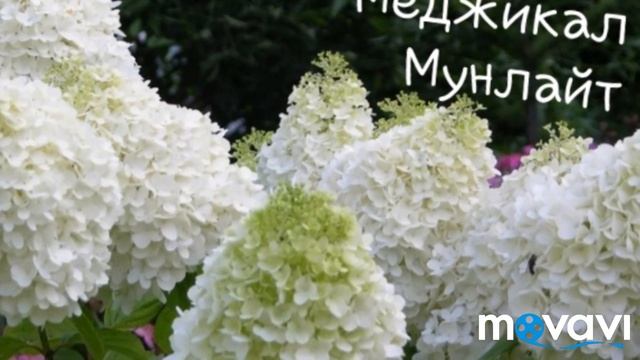 КАК вырастить ВЫСОКИЕ или низкие и ПЫШНЫЕ кусты ГОРТЕНЗИИ/Мой опыт смотреть онлайн