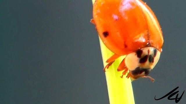 Ladybug (aka Ladybird) catching and consuming an aphid (Coccinellidae) - YouTube смотреть онлайн