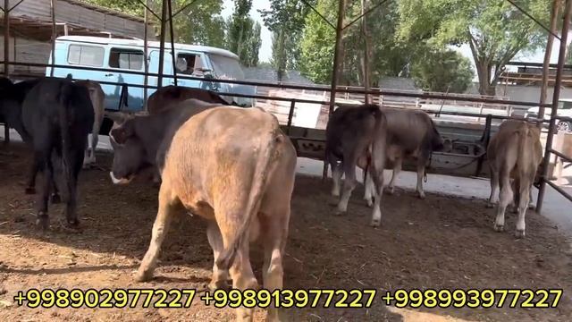 Shves Angered Angus Avlikol GEREFOD BUQALAR Keldi Ravshanbek Aka Yana Yorvordi Narxlarni