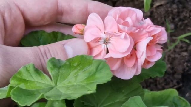 Я обалдела! 1 таблетка и листья герани стали зелеными и герань красиво зацвела, рабочая подкормка смотреть онлайн