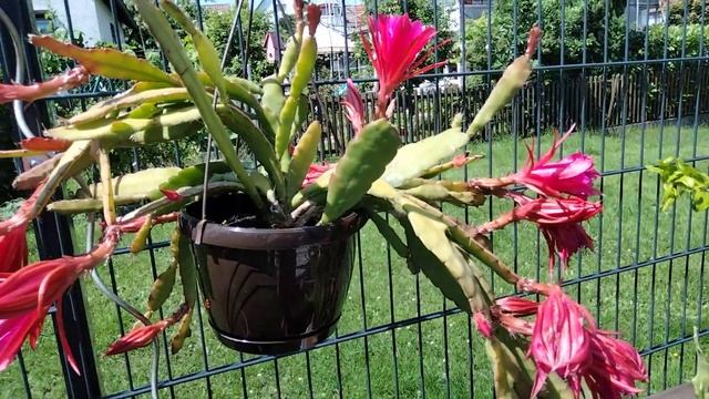 Эпифиллумы.Черенки старые и молодые.Какие купить лучше?Укоренение.Обзор. смотреть онлайн