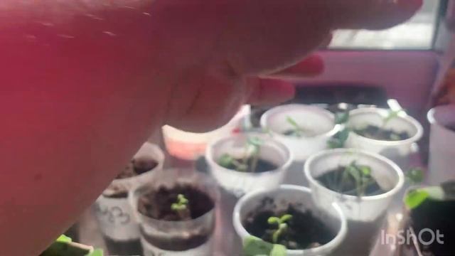 Обзор рассады в марте! смотреть онлайн