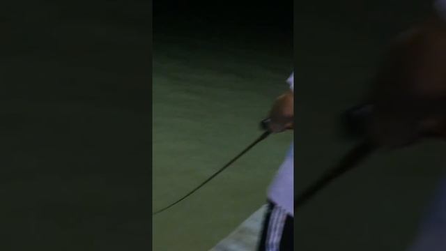 Popping cork , gulp and a 1/8 jig head смотреть онлайн