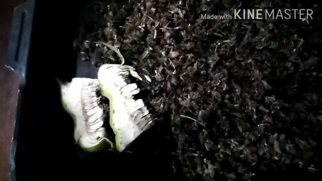 целебный подсолнух смотреть онлайн