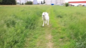 Русская псовая борзая на прогулке