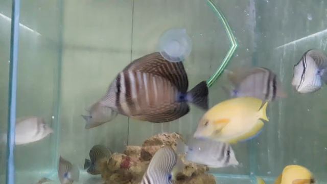 Zebrasoma desjardinii смотреть онлайн