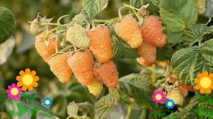 Малина ремонтантная Оранжевое чудо. Краткий обзор, описание характеристик, где купить саженцы