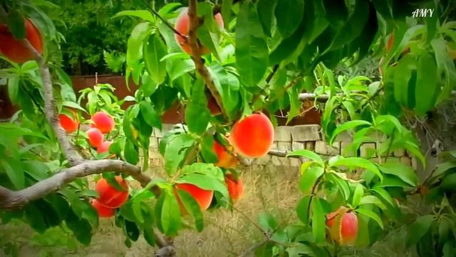 24.07.16. О том, как я на даче персики собирал смотреть онлайн