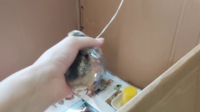 Как отреагировал Говорящий Попугай на ЦЫПЛЕНКА 🐣 переехали в новый просторный дом смотреть онлайн