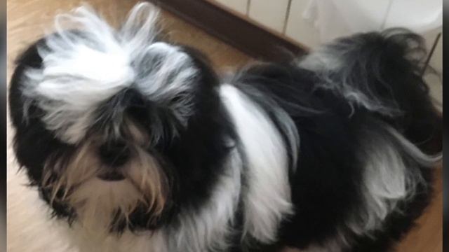 Как выглядит черно-белый ши-тцу? смотреть онлайн