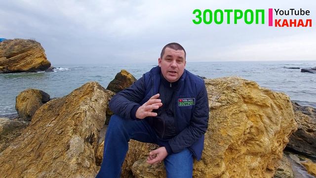 Обращение к Уважаемым зрителям. Зоотроп всегда с Вами. Подпишитесь и нажмите колокольчик. #зоотроп смотреть онлайн