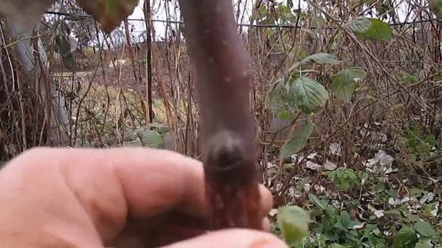 Чёрные муравьи смотреть онлайн