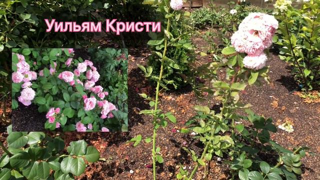 Мой опыт разделения роз- шрабов по типу обрезки . Делитесь своим опытом в комментари. смотреть онлайн