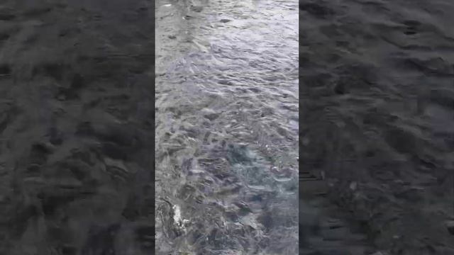 Форель кипит #shortvideo #белугафиш #осетроваяферма #узв #осетр #рыбалка #fish #садки смотреть онлайн