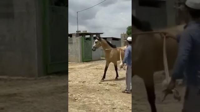 Turkmen akhal-teke/ horse akhal-teke / Туркменский Ахалтекинец #коньково #shorts #волк смотреть онлайн