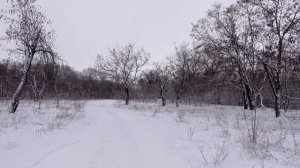 НОВАЯ ПЕСНЯ Амалия устарханова - Везар са 2022  ЧЕЧЕНСКИЕ ПЕСНИ