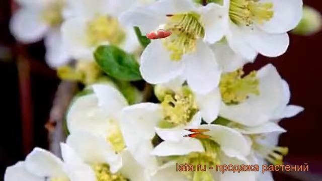 Айва красивая Нивалис (chaenomeles nivalis) ? айва Нивалис обзор: как сажать саженцы айвы Нивалис смотреть онлайн
