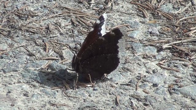 ( Nymphalis Antiopa )Trauermantel, Suruvaippa