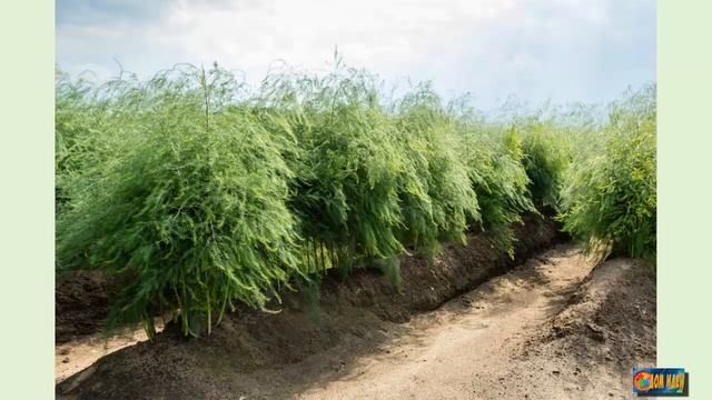 Как вырастить крупную клубнику / как подбирать растения компаньоны. смотреть онлайн