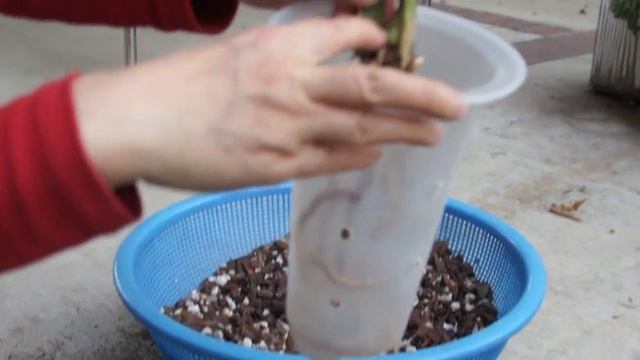 Cymbidium Goeringii Orchid Potting