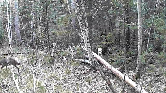 Камера НТ 001 смотреть онлайн