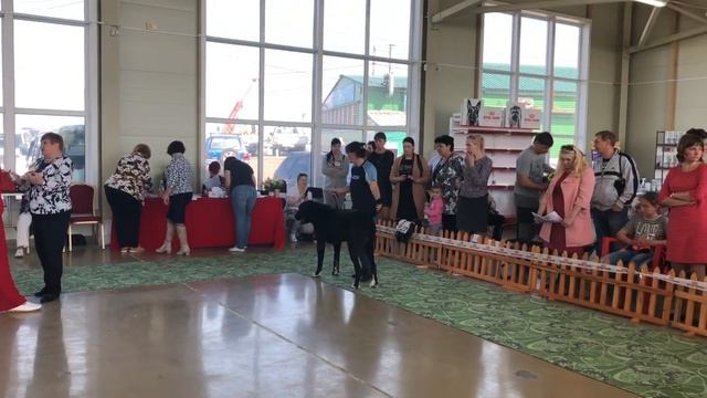 Выставка собак. МОНО САО. 18 мая 2019 г. Уссурийск смотреть онлайн